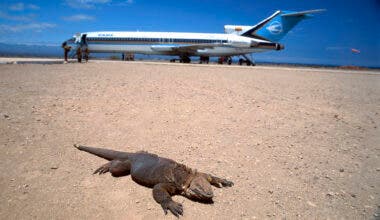 Ecuador, Galapagos Islands, Isla Baltra, airplane with land iguana